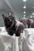 Fluffy black Maine Coon kitten named Helen lounging on soft white fabric