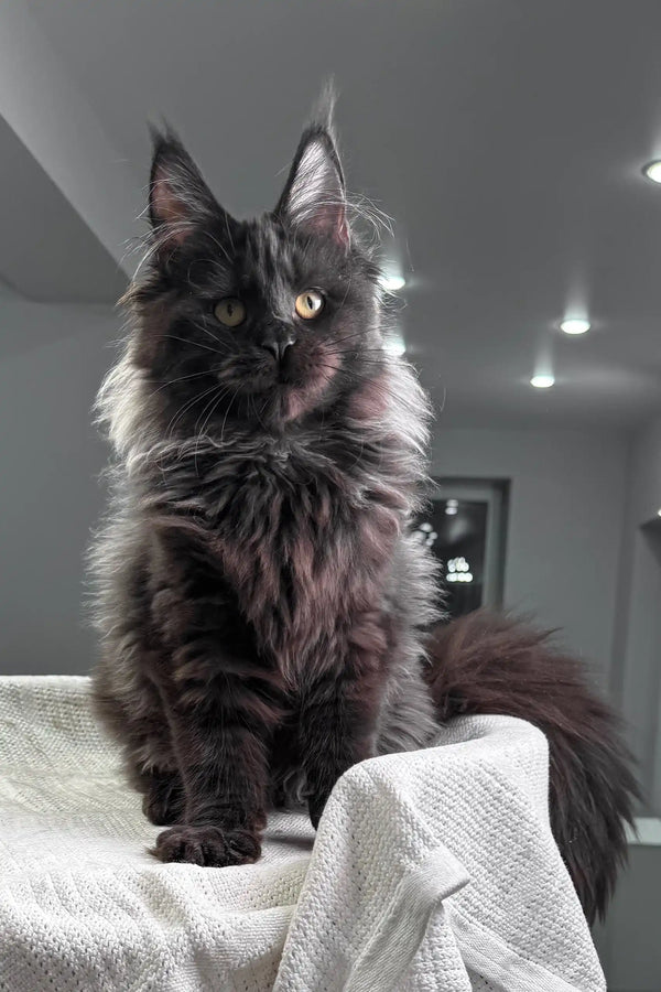 Majestic black Maine Coon kitten Helen with fluffy fur on light fabric