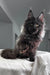 Majestic black Maine Coon cat with long fur and alert ears for Helen Maine Coon Kitten