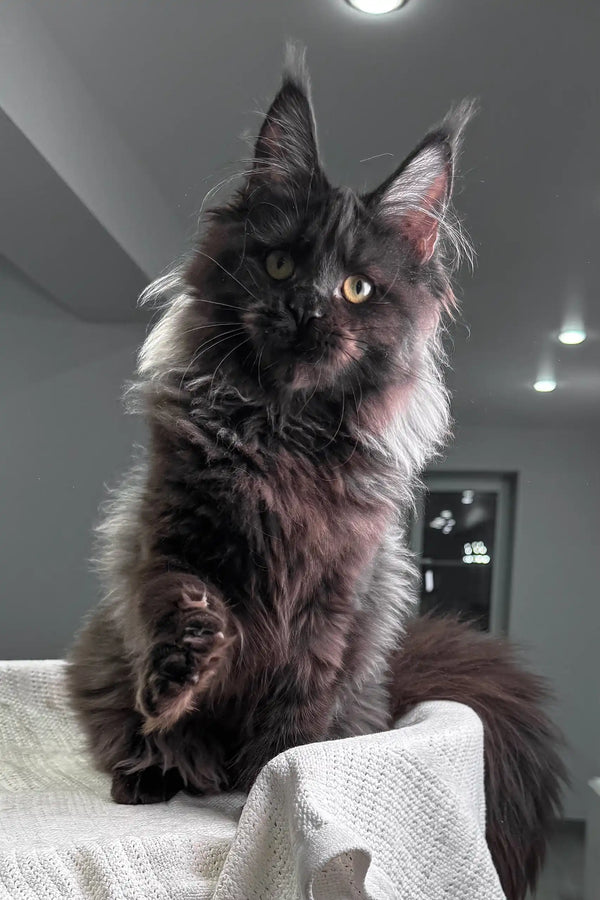 Beautiful black Maine Coon kitten Helen with fluffy fur and cute pointed ears