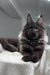 Majestic black Maine Coon kitten Helen with long fur and pointed ears