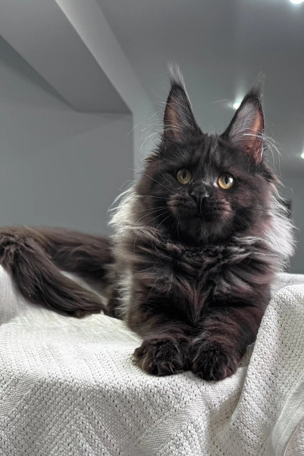 Majestic black Maine Coon kitten Helen with long fur and pointed ears
