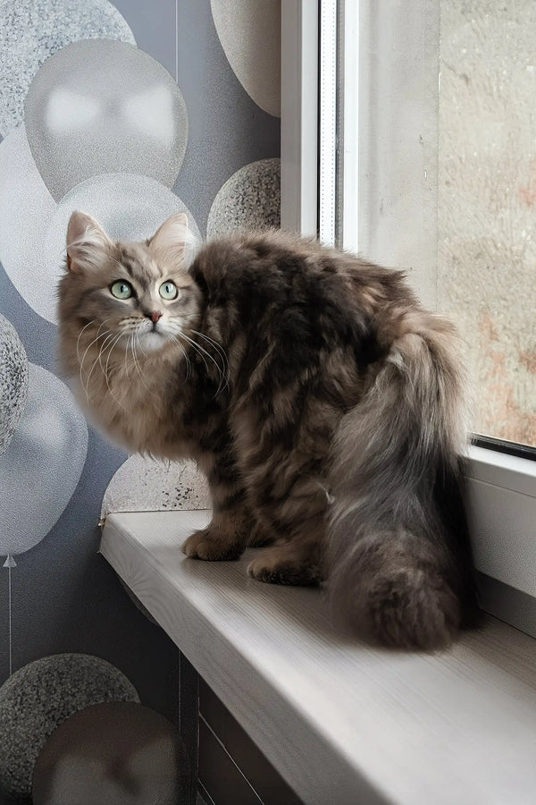 Helena | siberian kitten