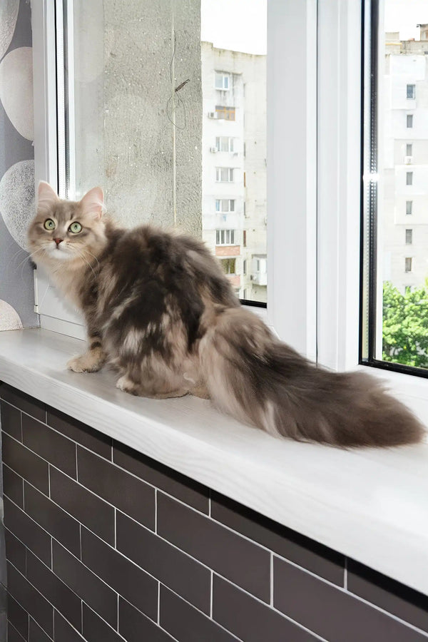 Helena | siberian kitten