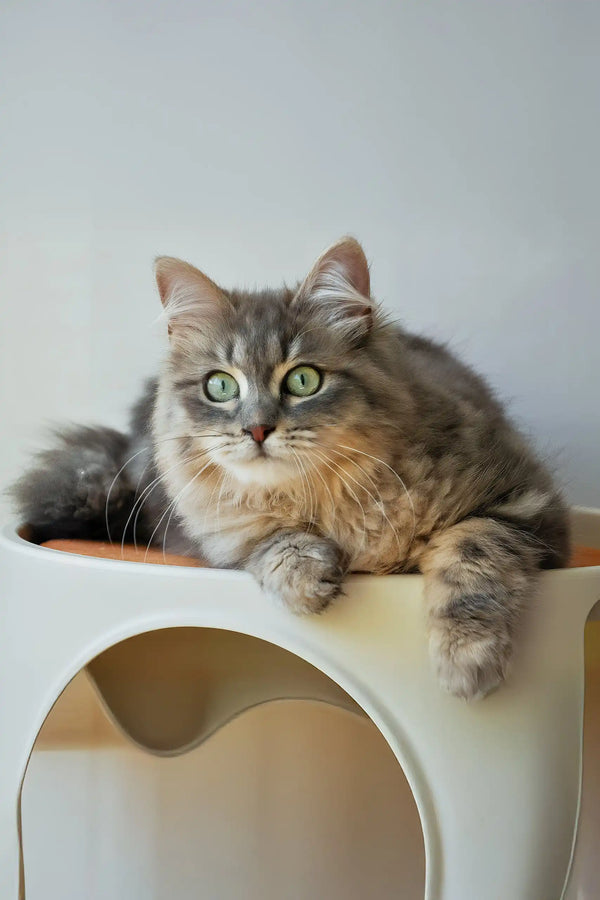 Helena | siberian kitten