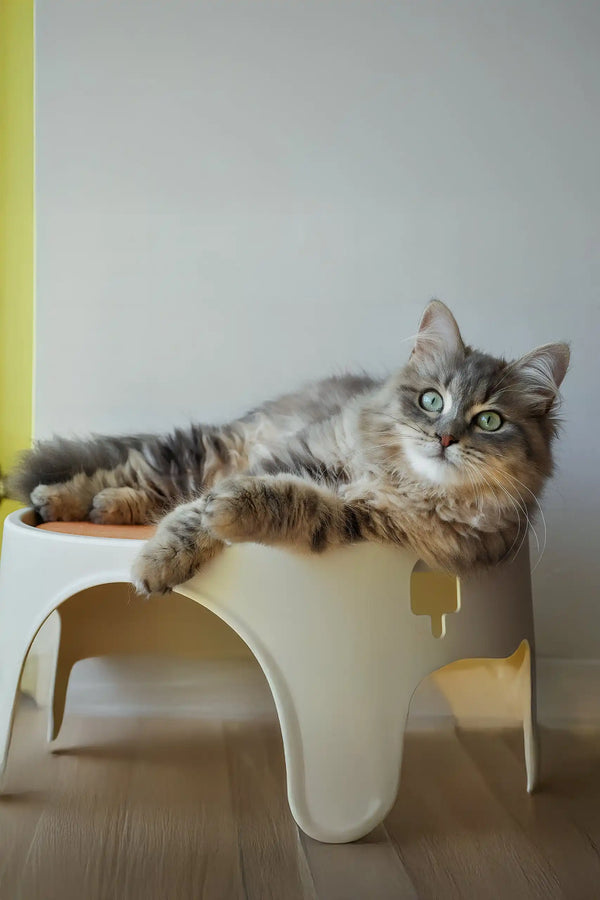 Helena | siberian kitten