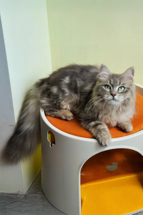 Helena | siberian kitten