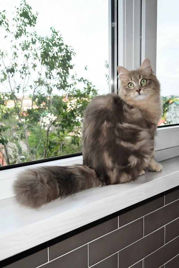 Helena | siberian kitten