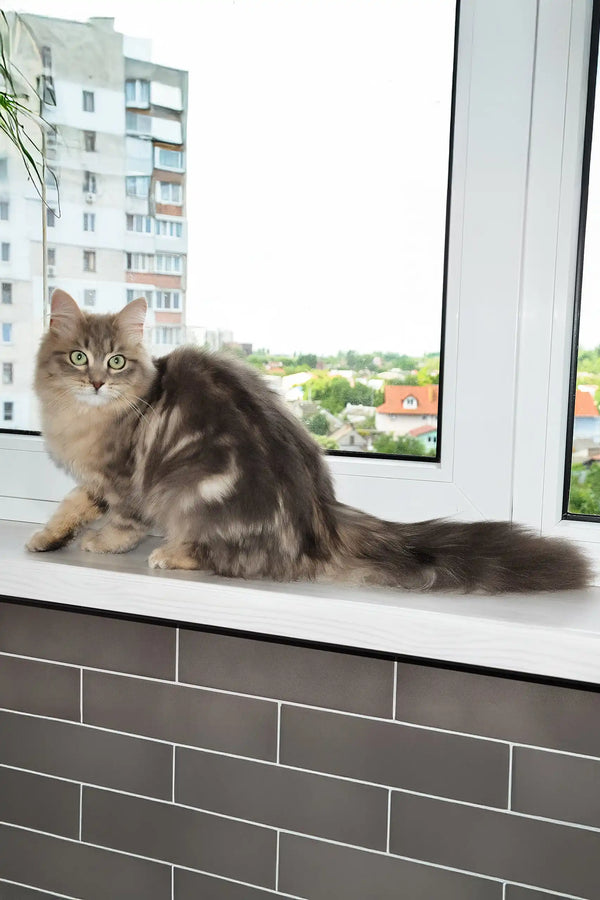 Helena | siberian kitten