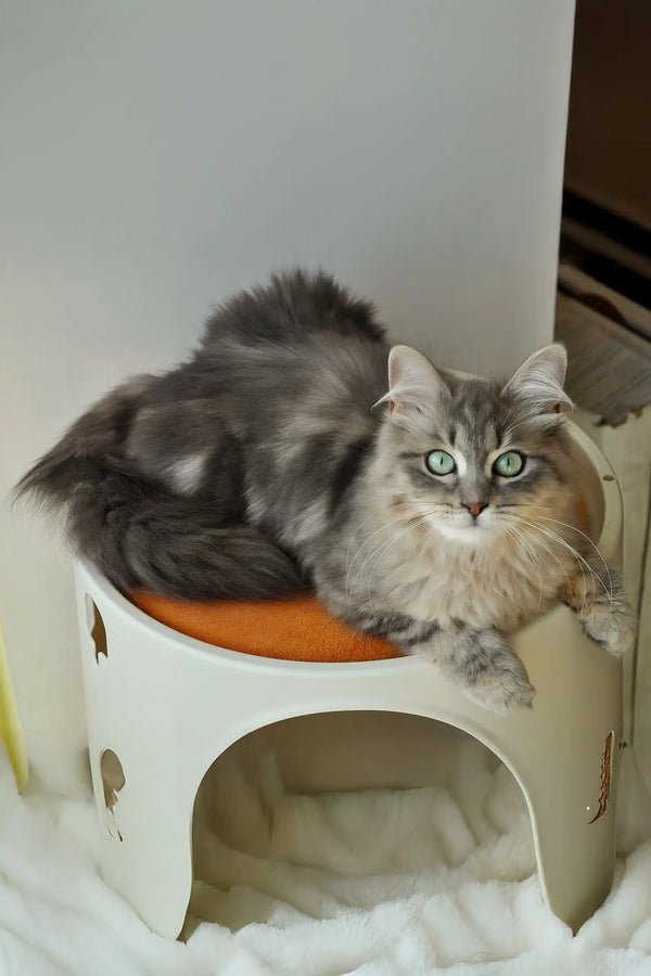 Helena | siberian kitten