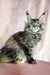 Cute Maine Coon kitten named Helga with adorable tufted ears for sale