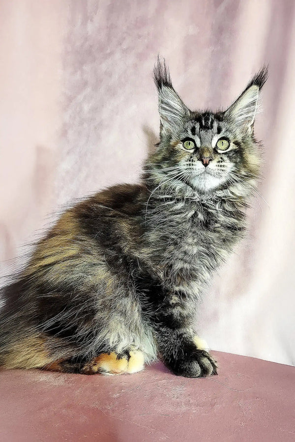 Cute Maine Coon kitten named Helga with adorable tufted ears for sale