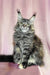 Fluffy gray Maine Coon kitten named Helga looking adorable and playful