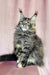 Fluffy gray Maine Coon kitten Helga looking adorable and playful