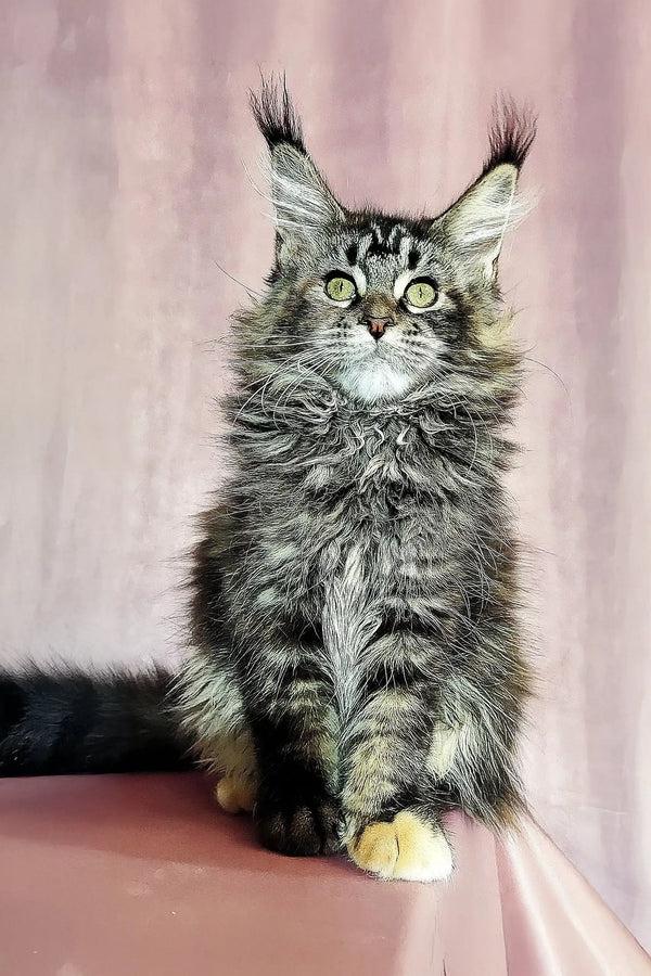 Fluffy gray tabby Maine Coon kitten with cute ear tufts named Helga