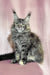 Gray tabby Maine Coon kitten named Helga looking adorable and playful