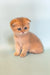 Adorable Golden Scottish Fold Kitten named Hella looking playful and cute