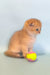 Golden Scottish Fold kitten playing with a vibrant ball in Hella product line