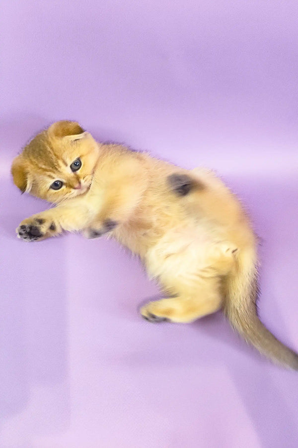 Golden Scottish Fold kitten with adorable folded ears, perfect for cuddles