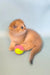 Cute Golden kitten playing with a pink and yellow ball in Hella | Scottish Fold Kitten