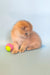 Cute Golden kitten playing with a tennis ball in Hella Scottish Fold product