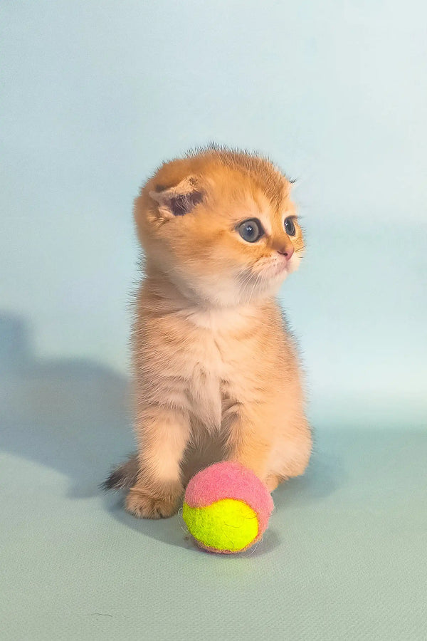 Golden Scottish Fold kitten playing with a tennis ball in the Hella product