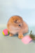 Cute Golden kitten Hella the Scottish Fold playing with colorful toys