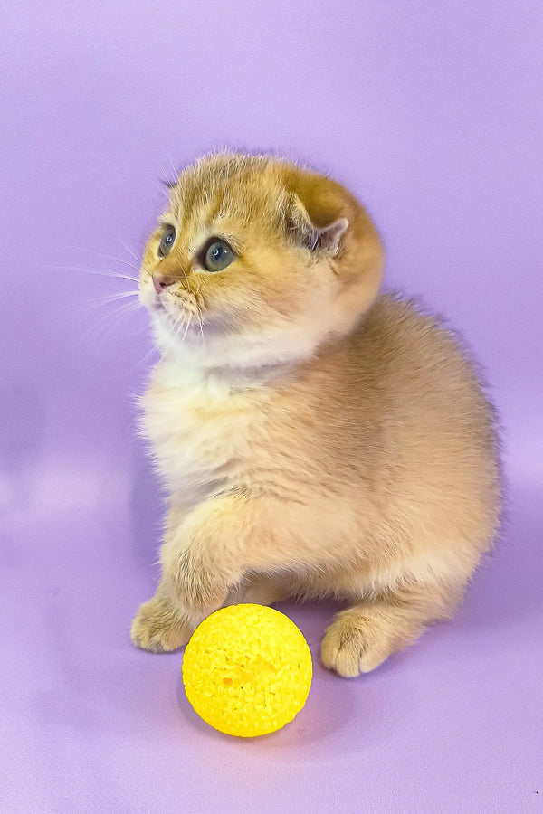 Golden Scottish Fold Kitten Hella playing with a cute yellow ball