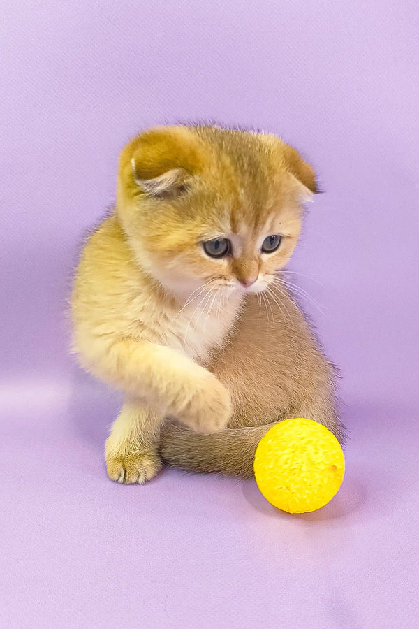 Golden Scottish Fold kitten Hella playing with a fun yellow ball
