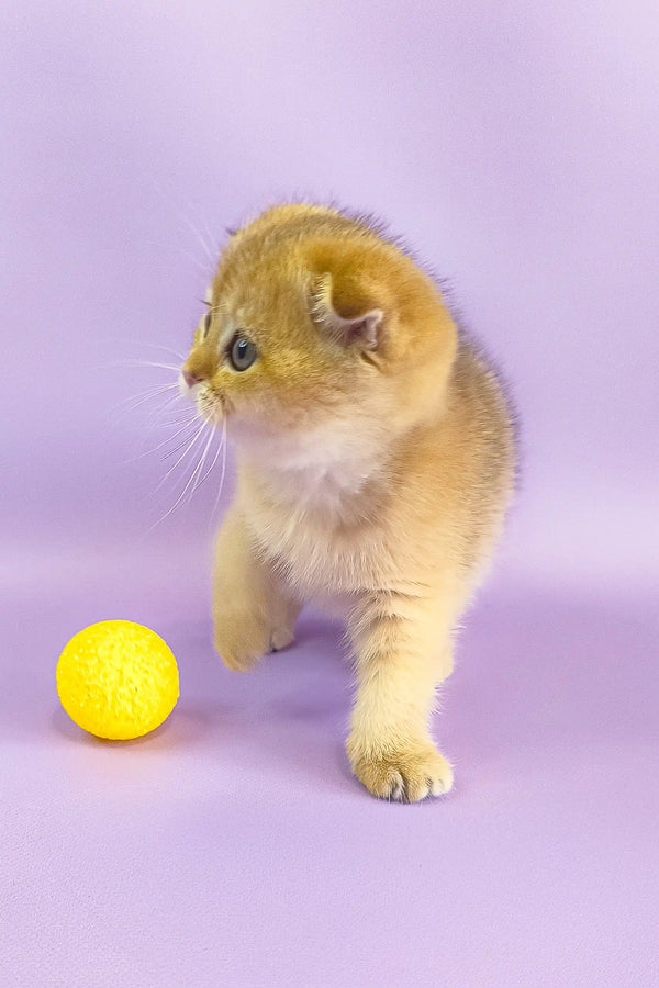 Golden Scottish Fold kitten playing with a yellow ball in Hella product display