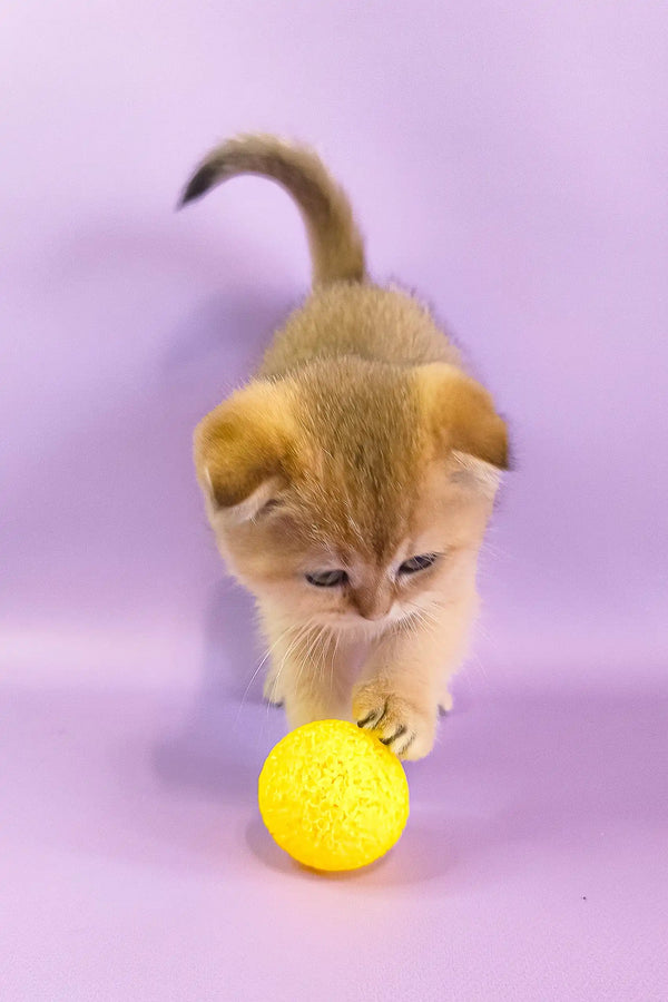 Golden Scottish Fold kitten Hella playfully pawing at a yellow ball