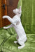 Adorable Standing White Devon Rex Cat from the Henk Devon Rex Kitten Collection