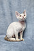 White Devon Rex cat from the Henk Devon Rex Kitten product line