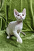 White Devon Rex cat from the Henk Devon Rex Kitten product line