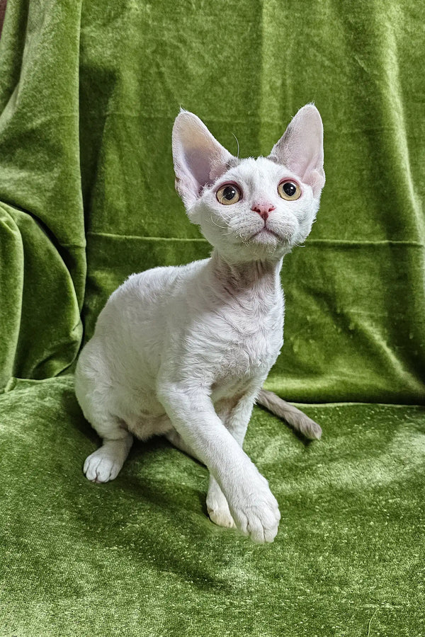 White Devon Rex cat from the Henk Devon Rex Kitten product line