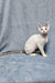 White Devon Rex cat in Henk Devon Rex Kitten product showcasing its unique charm