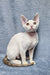 White Devon Rex cat in Henk Devon Rex Kitten product, playful and adorable