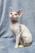 Adorable White and Gray Devon Rex Kitten named Henk lounging happily