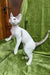 Cute white and gray Devon Rex cat named Henk, the perfect kitten companion