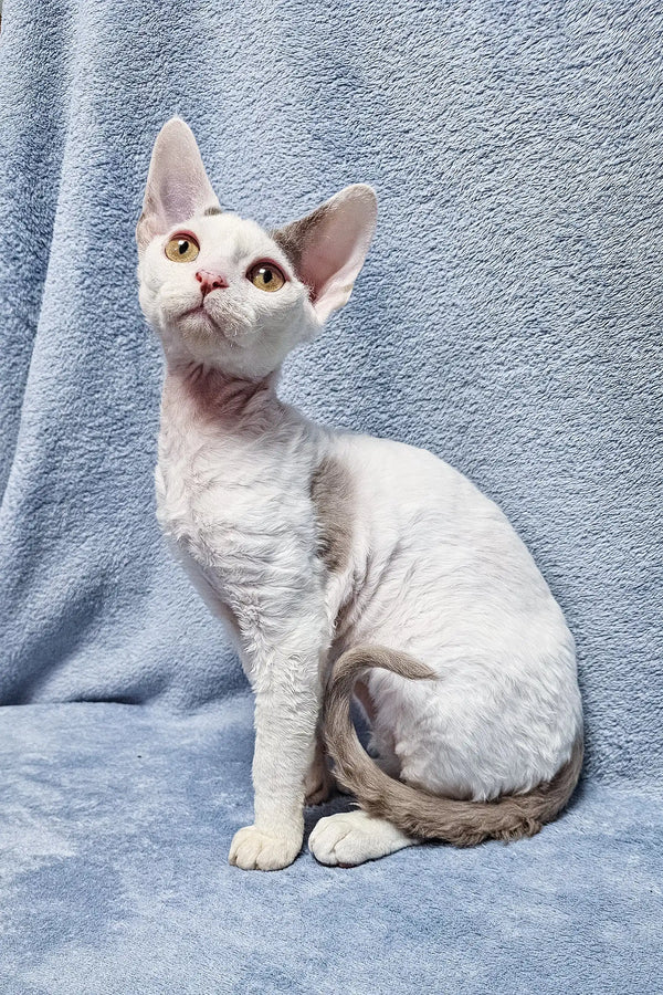 Cute white and gray Devon Rex cat named Henk from the Devon Rex Kitten collection