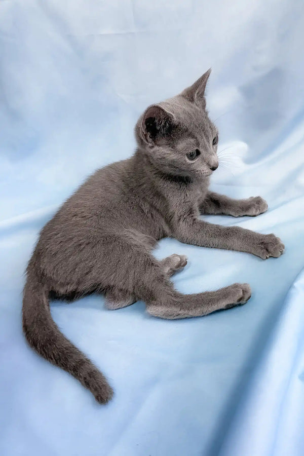Henna | russian blue kitten