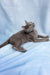 Henna | russian blue kitten