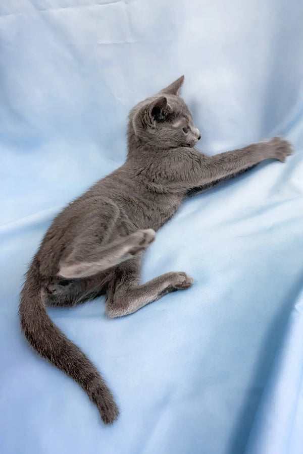 Henna | russian blue kitten