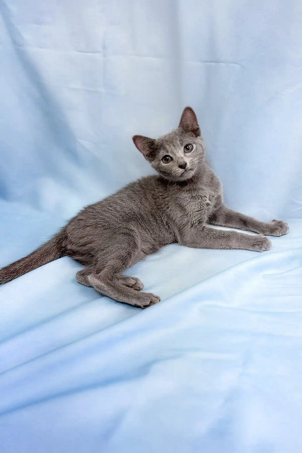 Henna | russian blue kitten