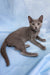 Henna | russian blue kitten