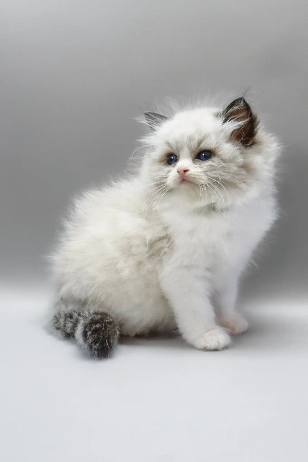 Hennessy | ragdoll kitten