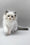 Hennessy | Ragdoll Kitten