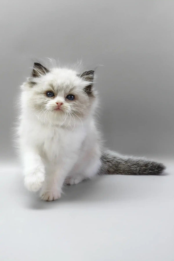 Hennessy | ragdoll kitten