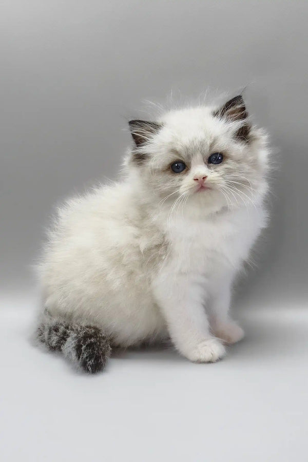 Hennessy | ragdoll kitten