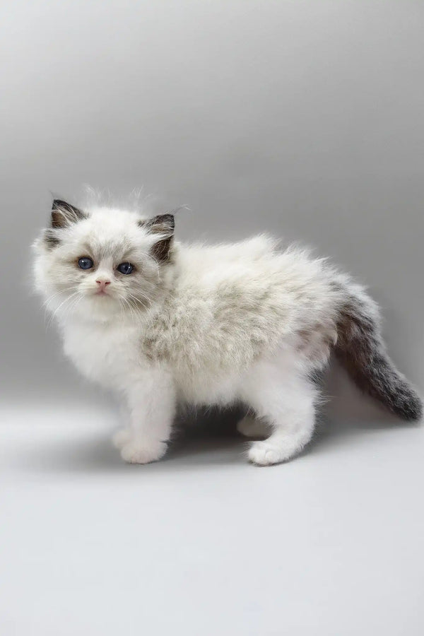 Hennessy | ragdoll kitten